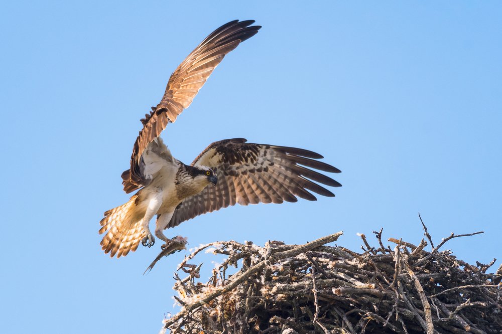 Я же мать! Я не могу всю рыбину сожрать!