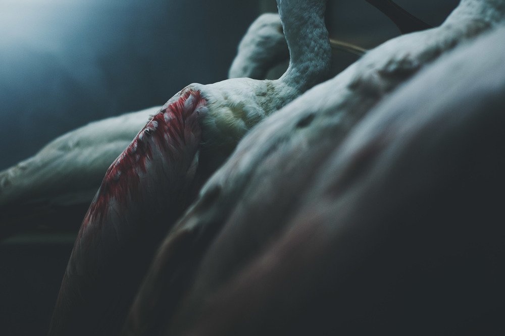 Photograph by Nik To