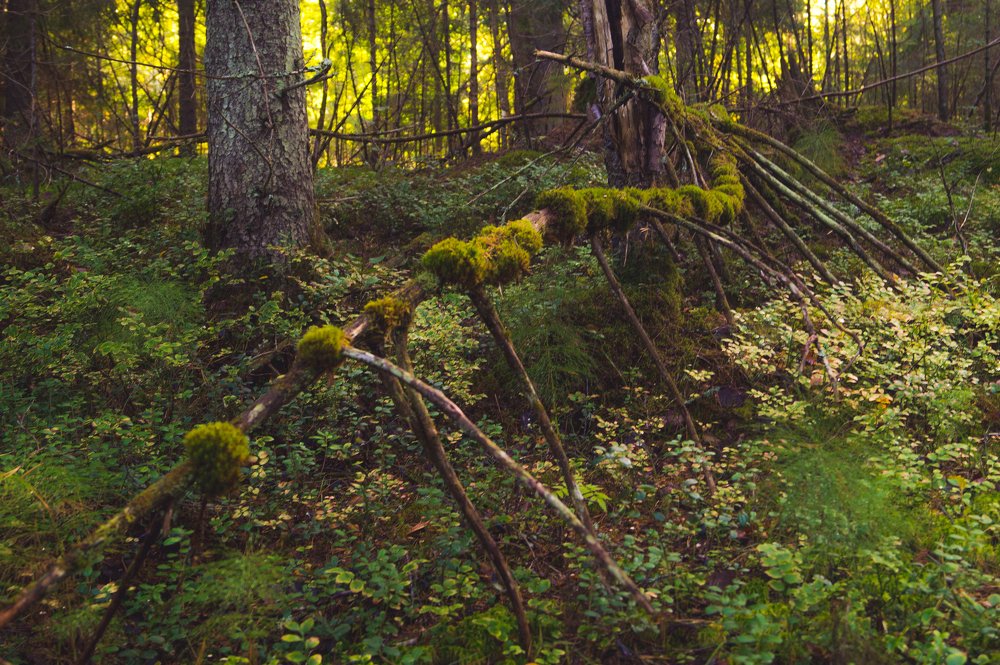 Фотография автора Юрий Цыркунов