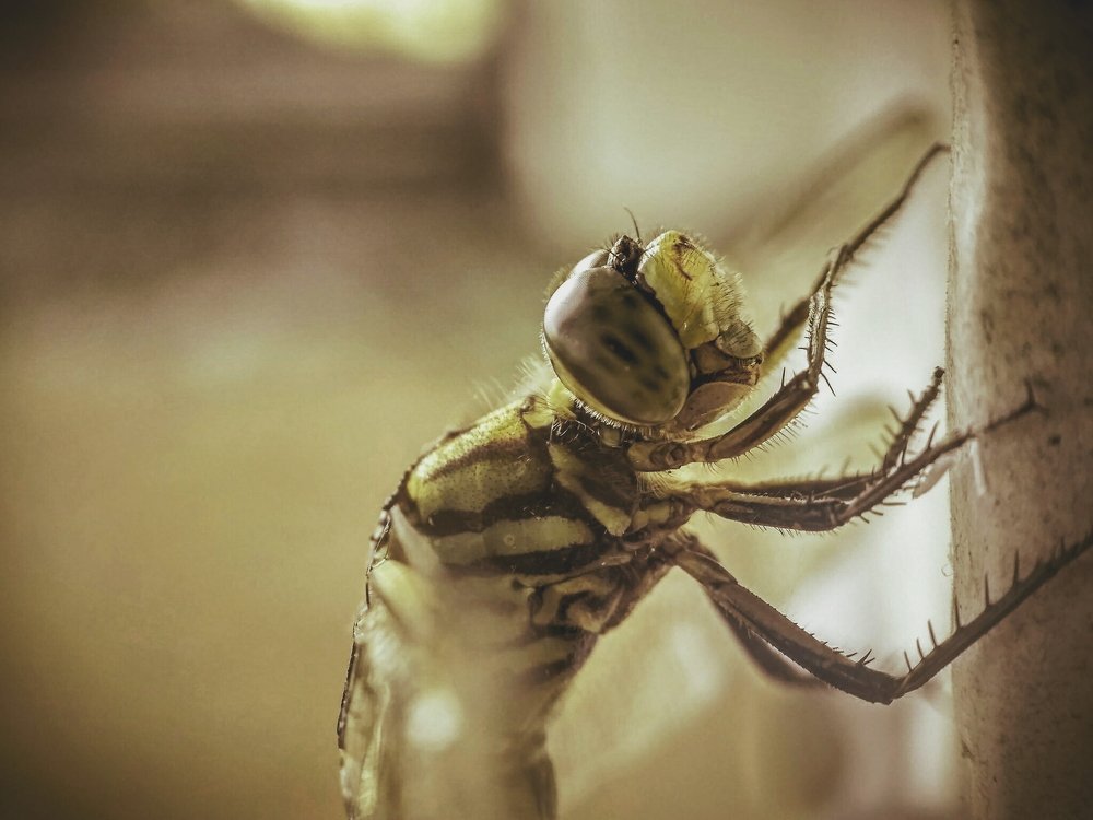 Photograph by Praditya Aliftiar