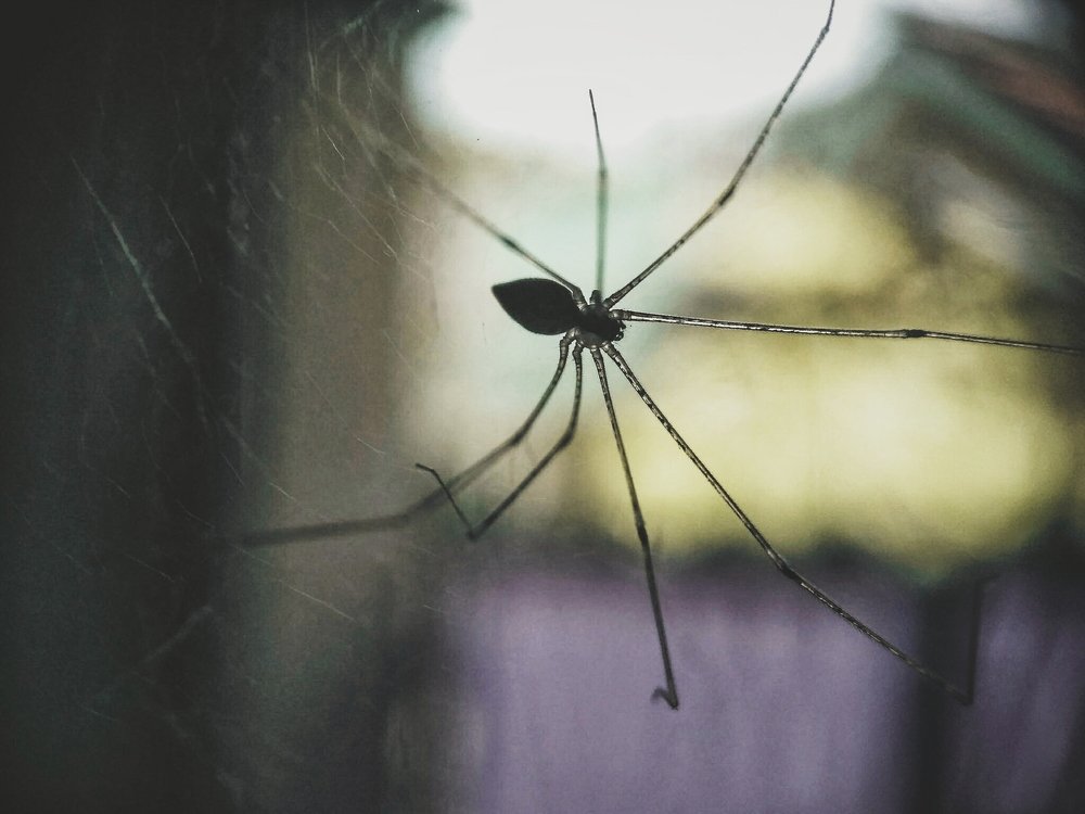 Photograph by Praditya Aliftiar
