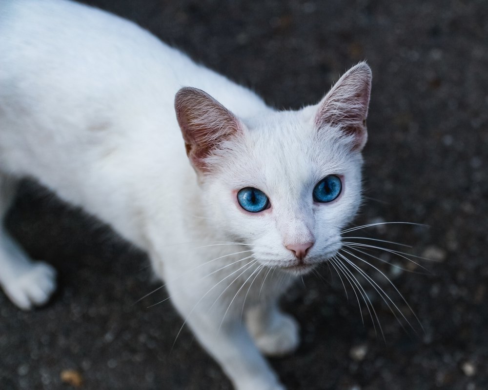 Photograph by Анна Дорофеева