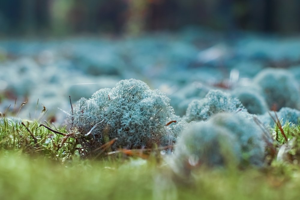 Фотография автора Вадим Топычканов