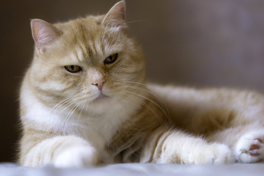 Photograph by Vladimir Sidorenko