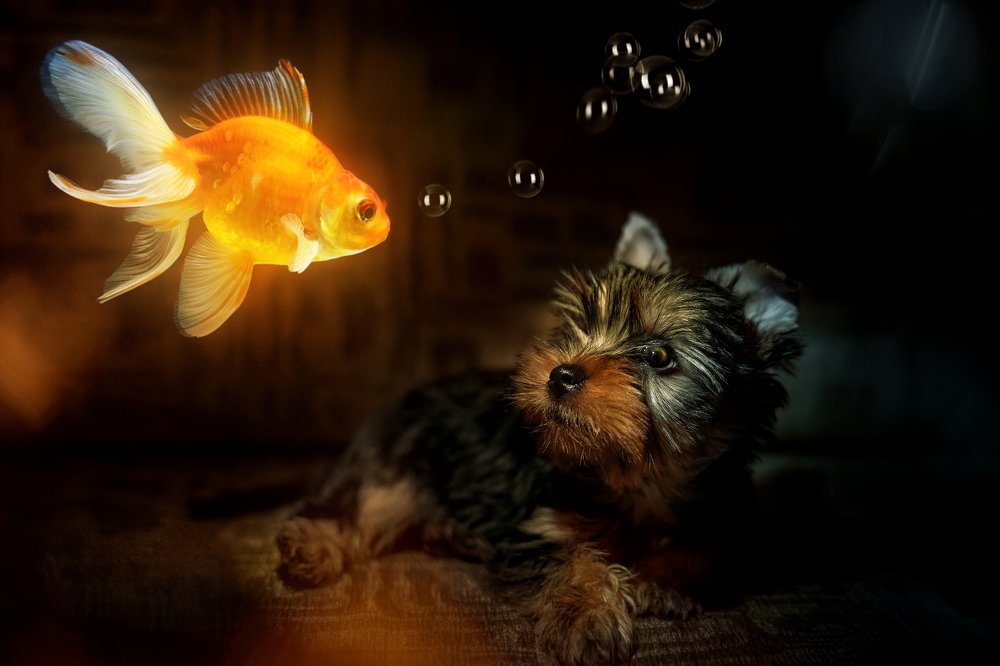 Photograph by Лукуть Ольга