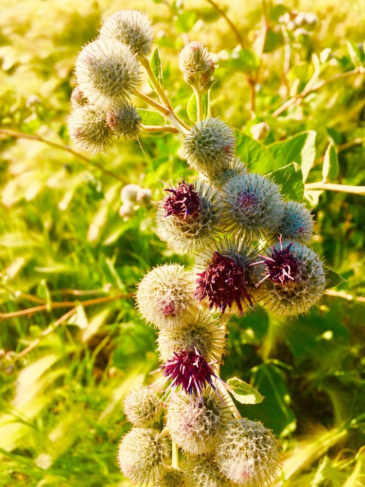 Чертополох.