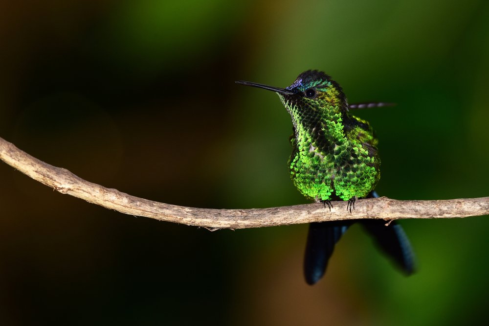 Hummingbird