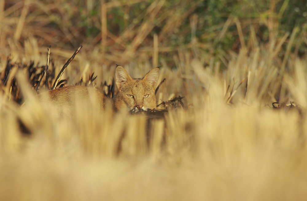 Photograph by Aditya Sapre