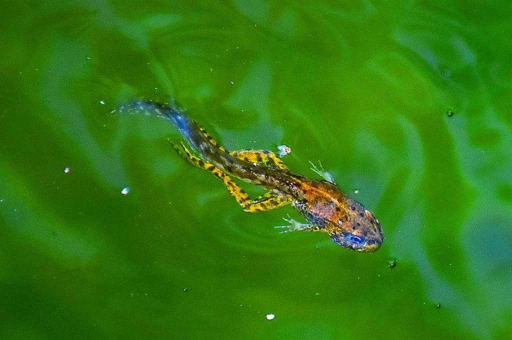 baby frog 2..( frog evolution)