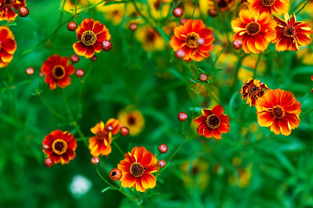 Photograph by Anna Doncila