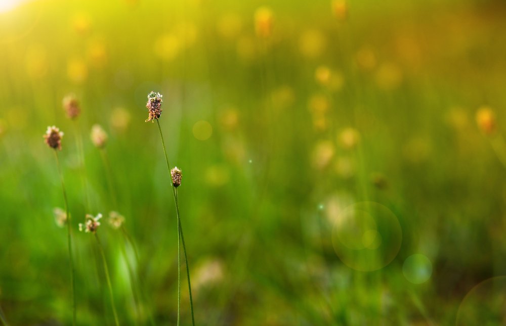 Знойная лужайка