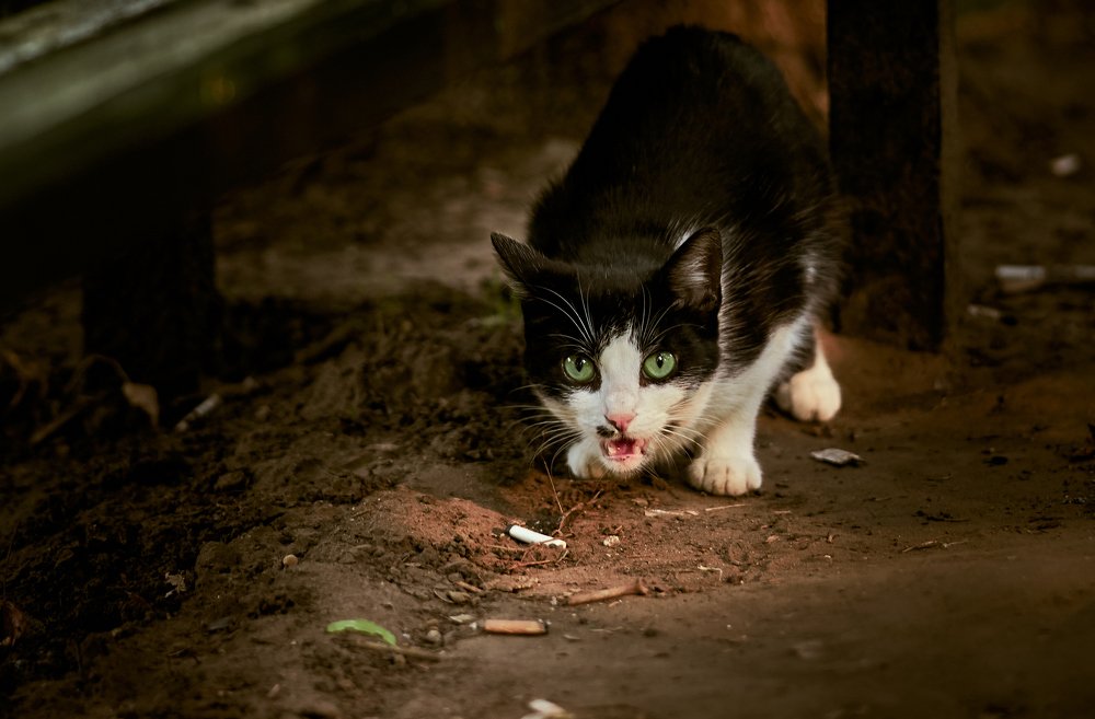 Кот под лавочкой.