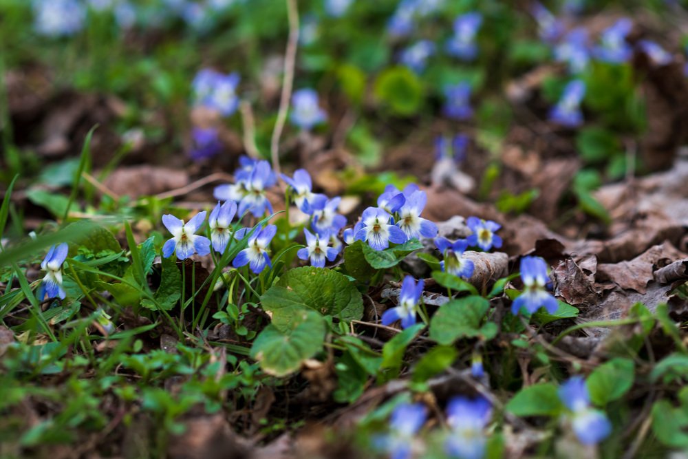 Photograph by Anna Doncila