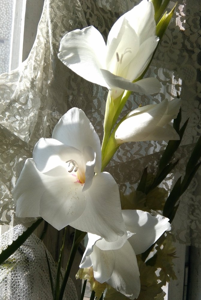 Photograph by ЕЛЕНА