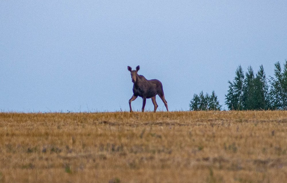 Фотография автора Владимир Оликов
