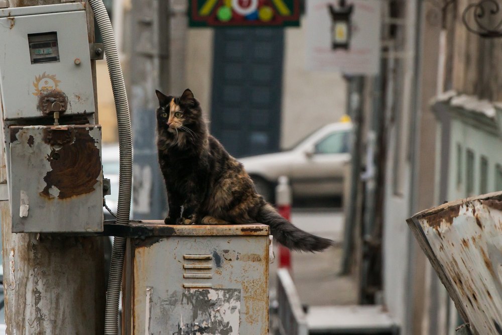 Photograph by Дмитрий Бахтадзе