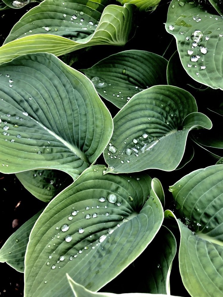 Photograph by Olga Thomas