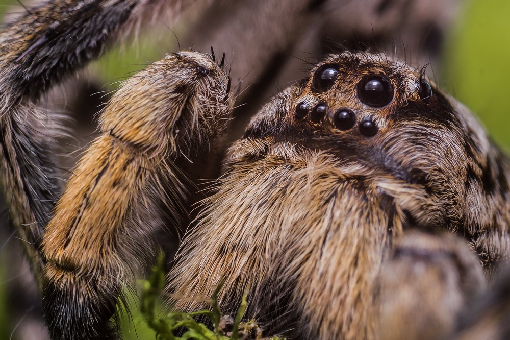 Паучок домовёнок)))
