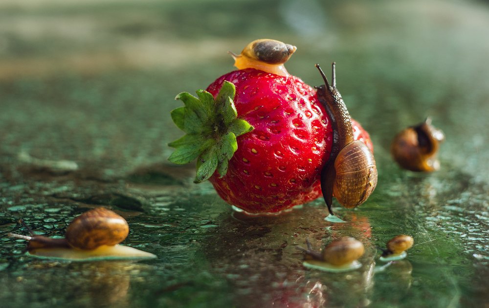 Фотография автора Майя Афзаал