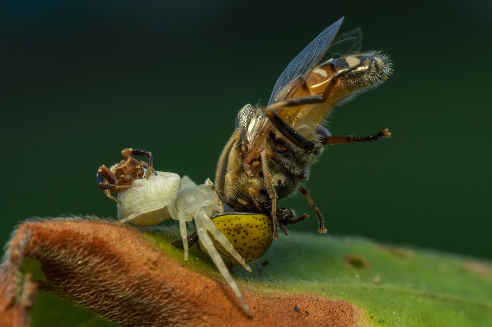 Фотография автора Arijit Mondal