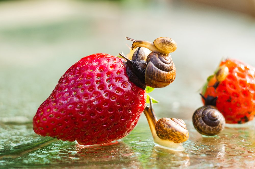 Фотография автора Майя Афзаал