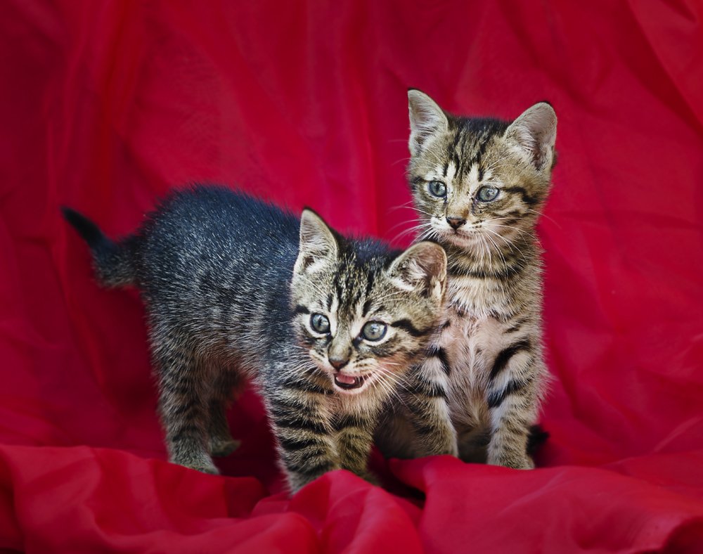 Photograph by muhamed borovic