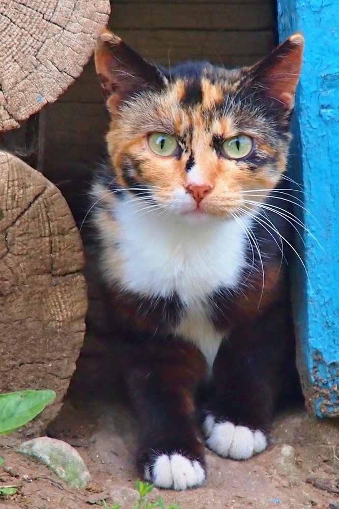 Photograph by Елена Трапезникова