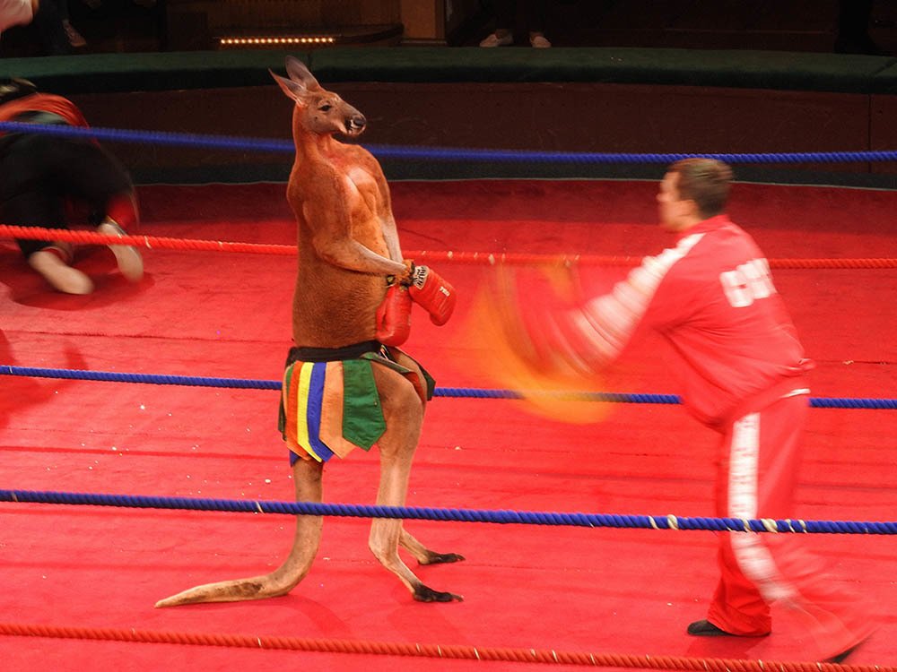 бокс с кенгуру