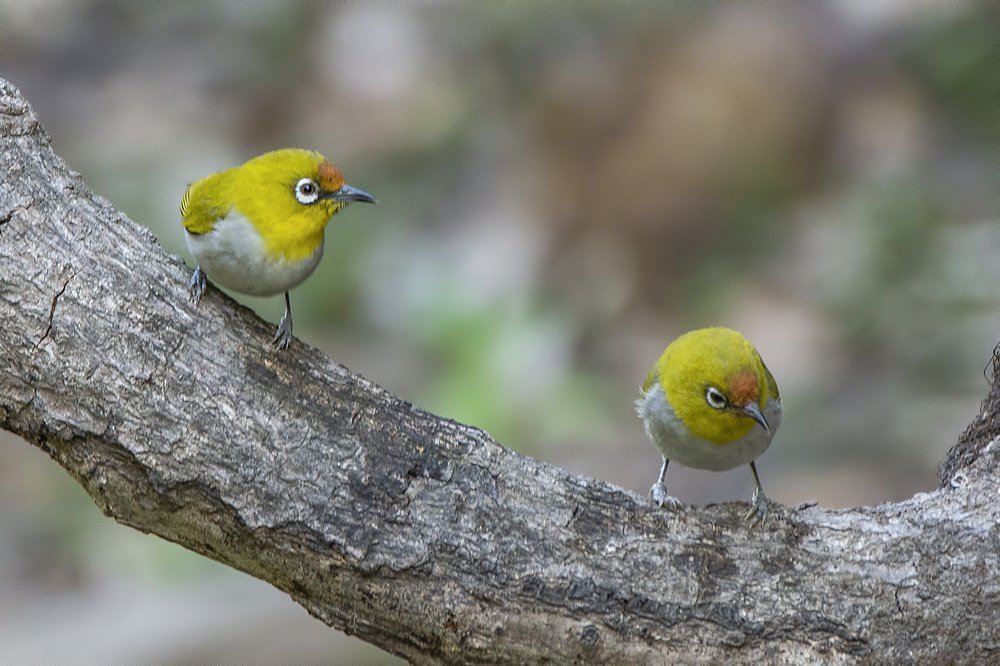 Фотография автора Arijit Mondal