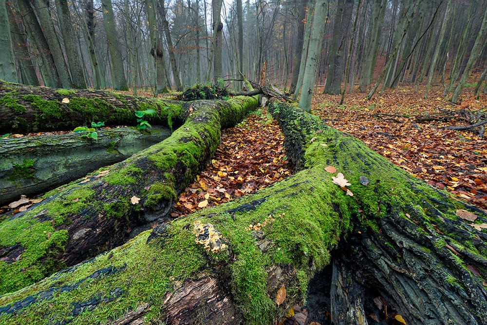 Photograph by Patryk Janota