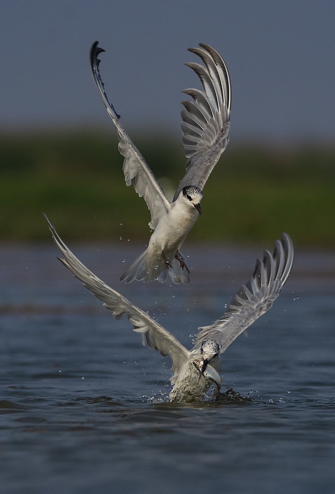 Фотография автора Arijit Mondal