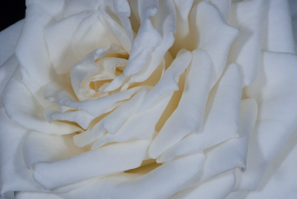 Словно  белый бархат
