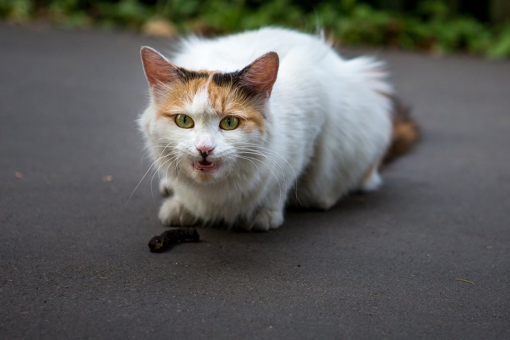 Photograph by Андрей Глуховцев