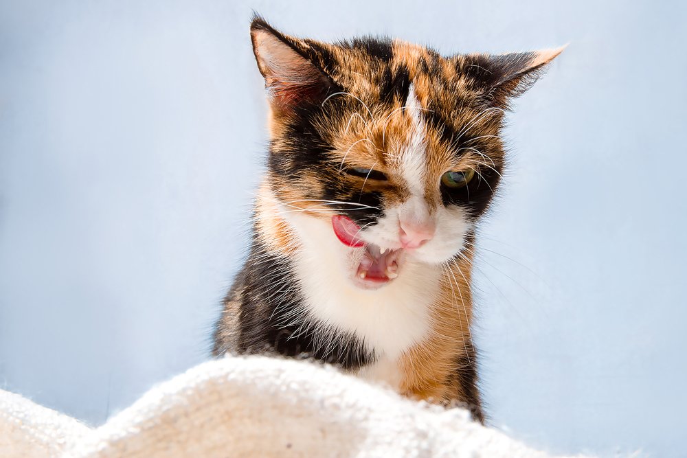 Photograph by Полина Беляева