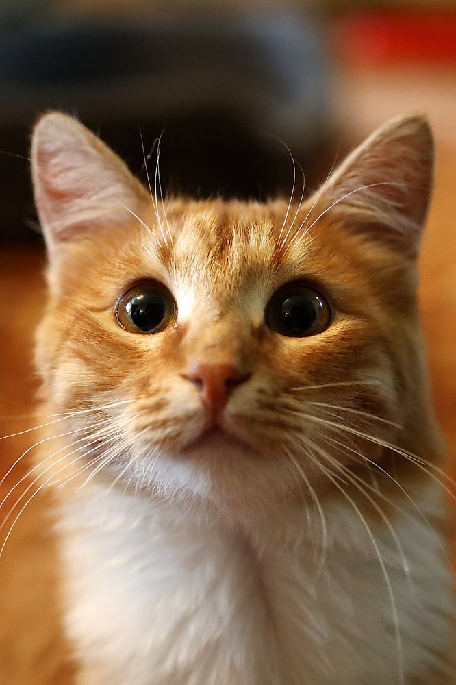 Рыжее счастье