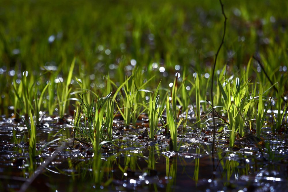 Утопая в весне...