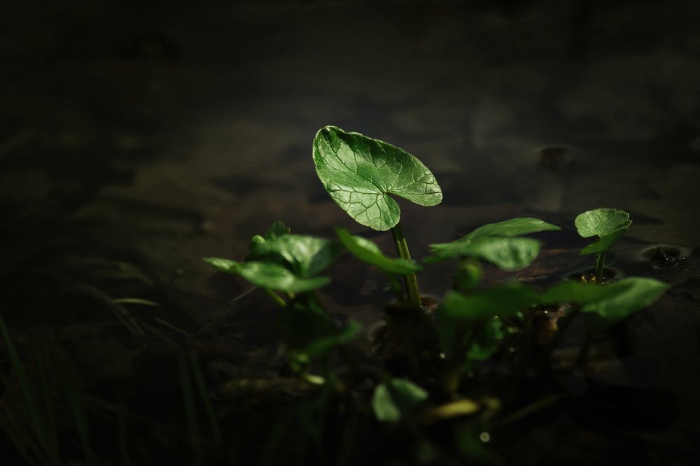 Утопая в весне...