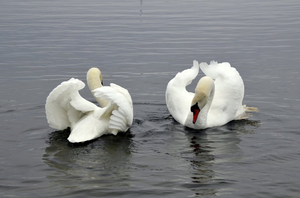 Photograph by Николай Соколовский