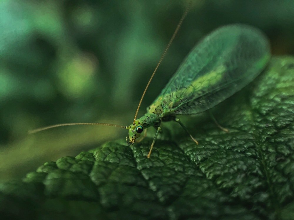 Грация & Цвет