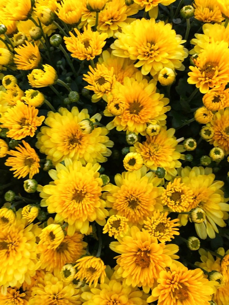 Цветочный джем