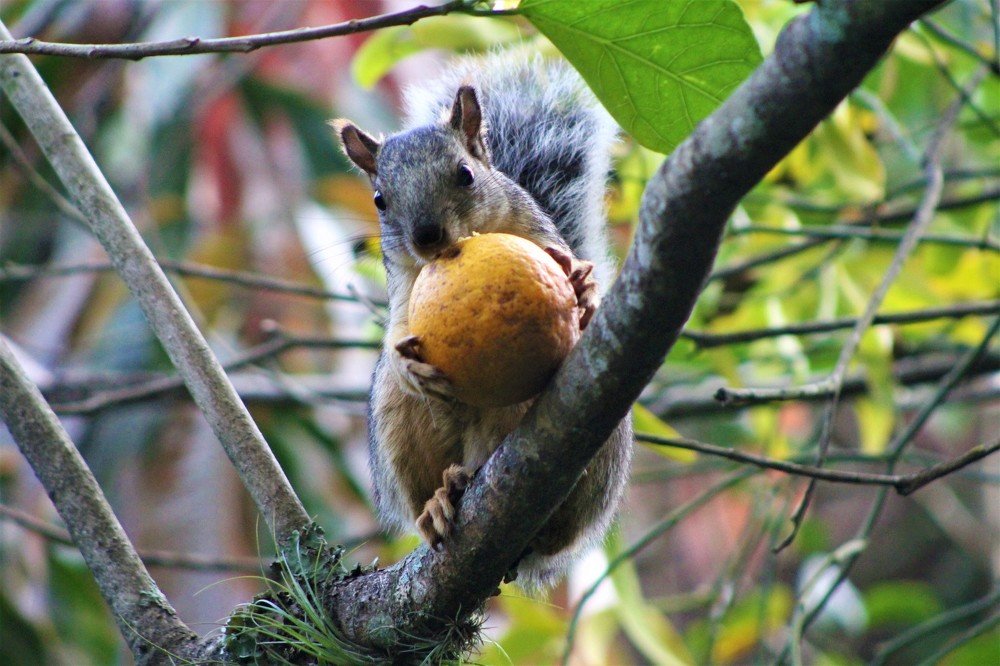 Squirrel breakfast