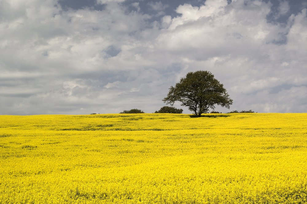 Photograph by Nesrin Ates