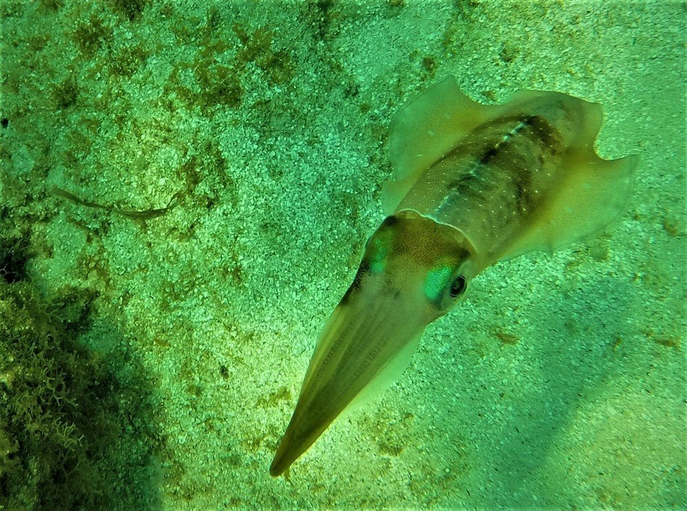 The last squid