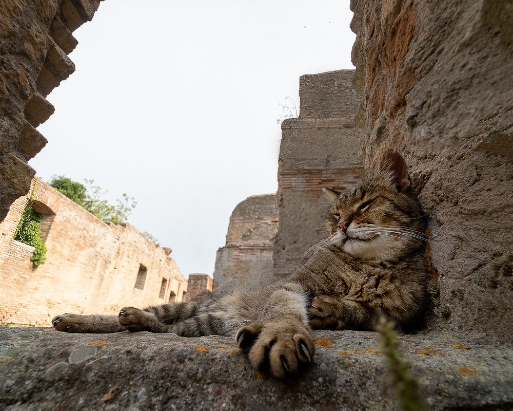 Древний город и кот