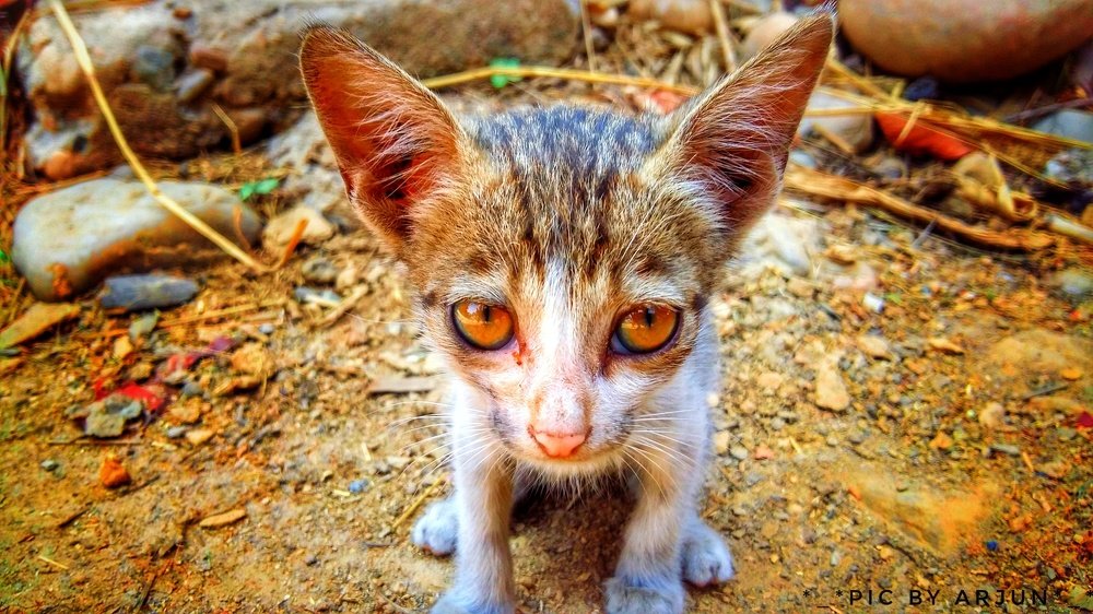 Photograph by Arjun Bishowkarma