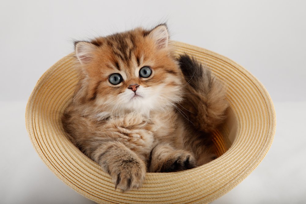 Photograph by Elena Guseva