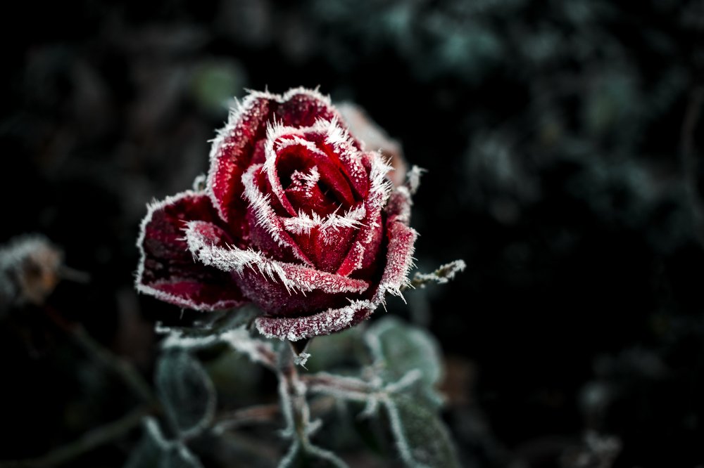 Photograph by Олександр Дмитрук