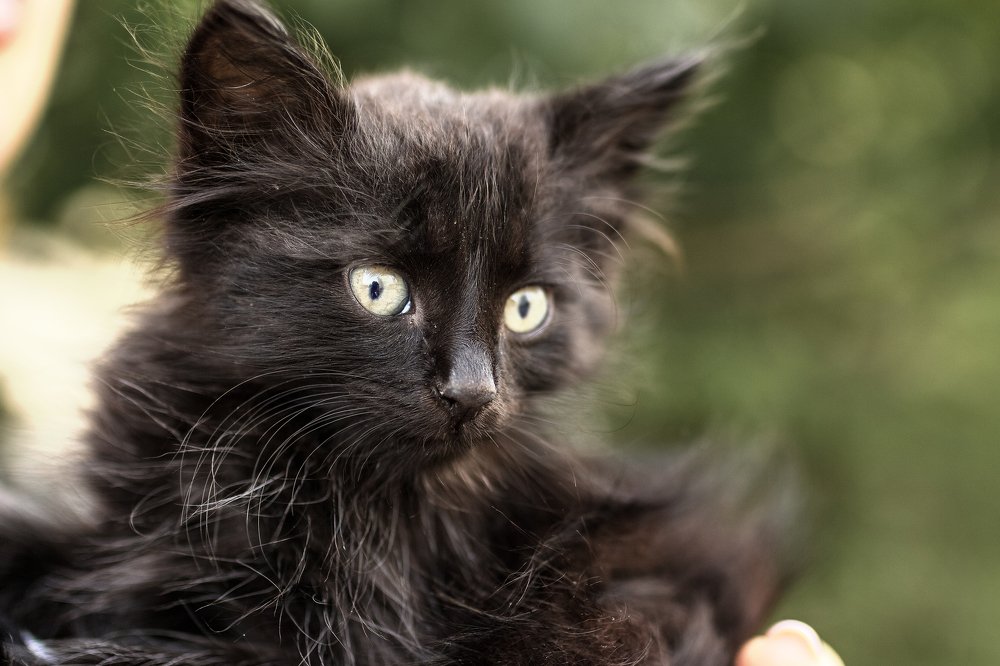 Photograph by Шканова Татьяна