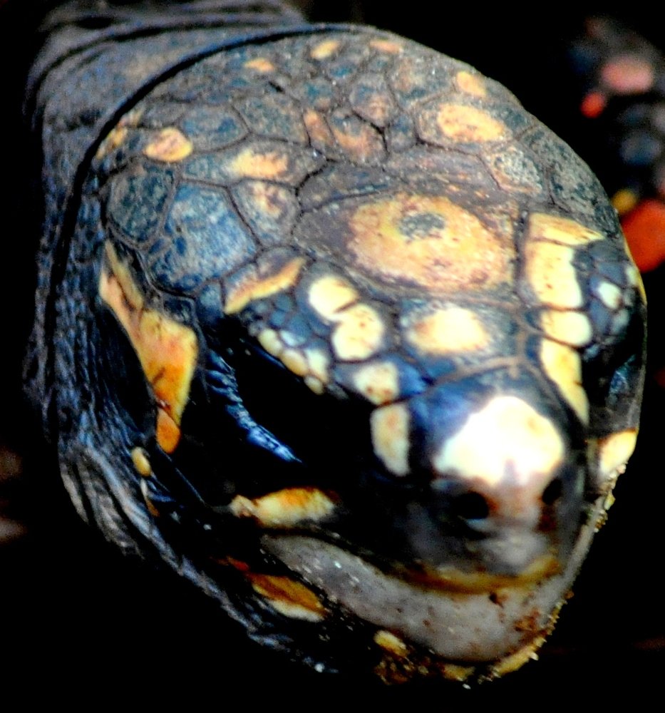 Фотография автора Fernando Rosa