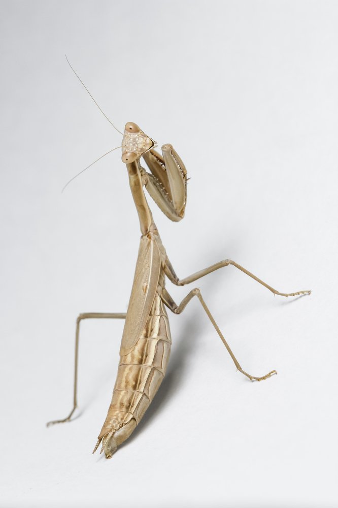 Богомол-модель